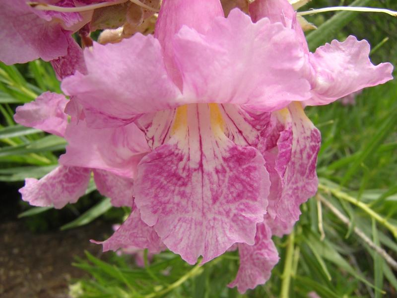 Desert Willow