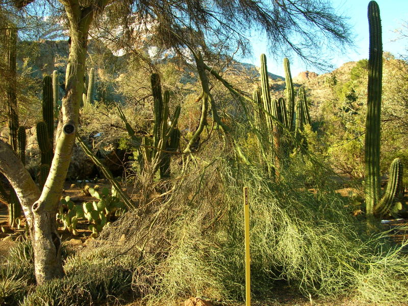 Blue Palo Verde in the Cactus Garden