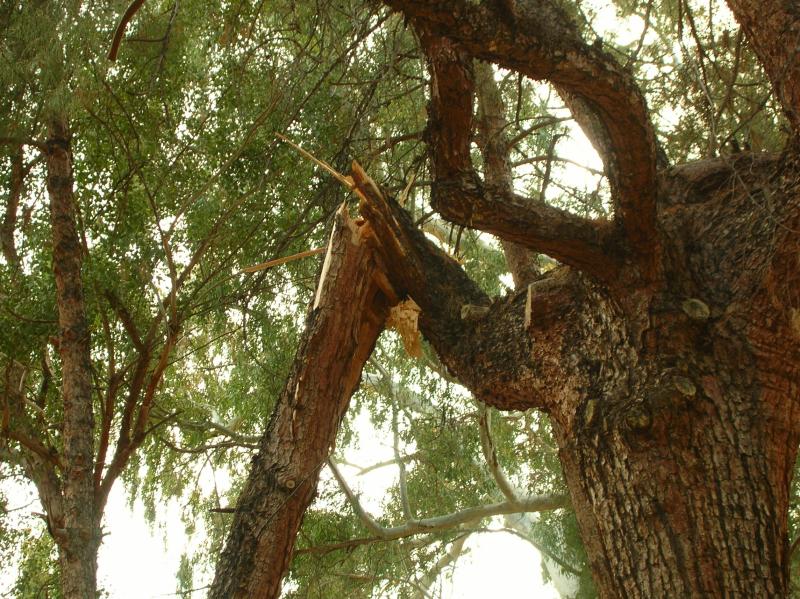 Close-up of Broken Limb in Pine Tree