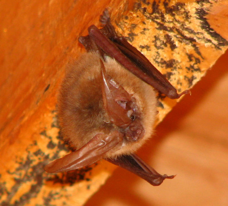 Bat in the Wool Shed