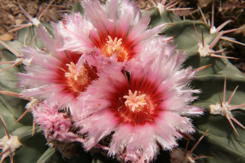 Horse Crippler Cactus in the Cactus Display House