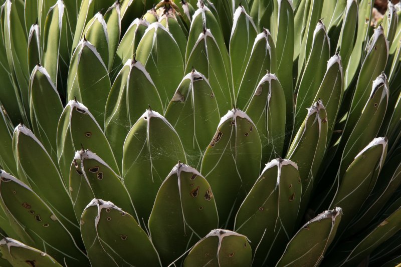 Agave