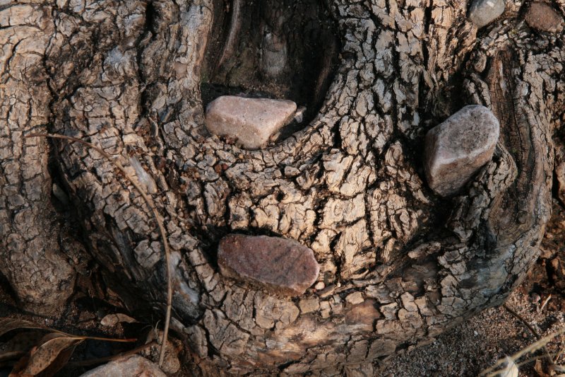Three stones on a tree root