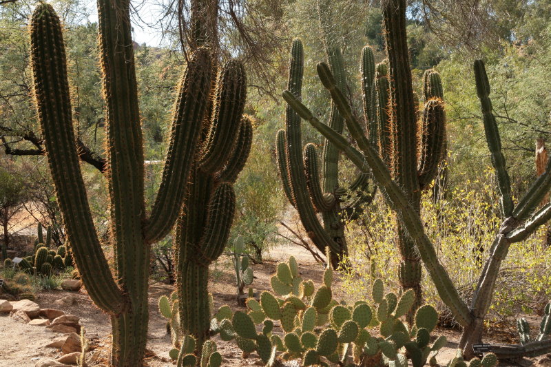 Echinopsis terscheckii