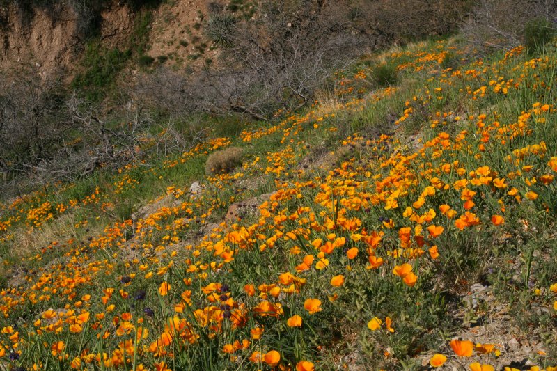 Mexican Gold Poppies