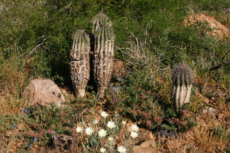 Young saguaros that survived the fire