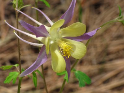 Columbine flower at Flagstaff Arboretum