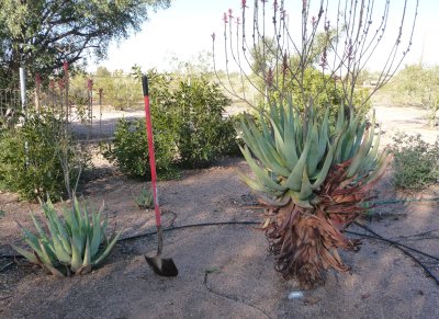 Two Aloe littoralis - both removed