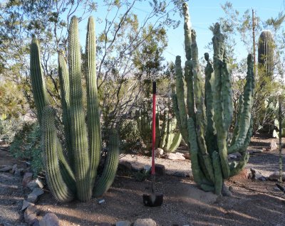 Native organ pipe and totem - removed
