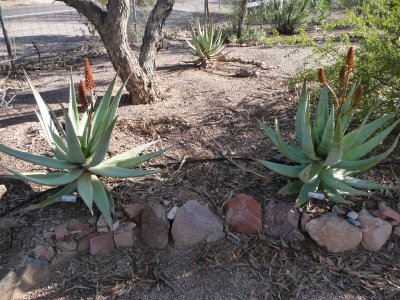 Aloe speciosa hybrid x marlothii - removed