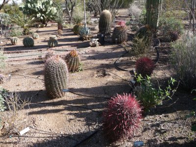 Different ferocactus - most removed