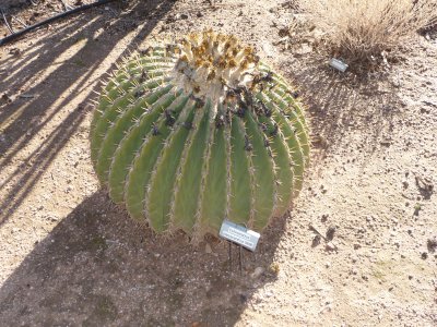 Echinocactus platyacanthus - removed