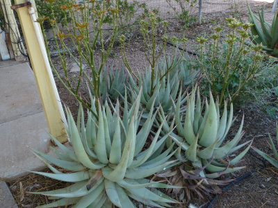 Aloe hereroensis removed