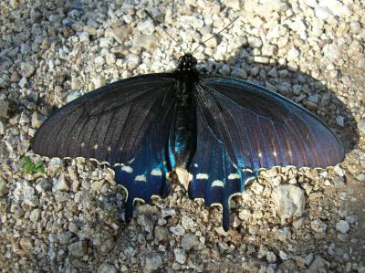 Pipevine Swallowtail