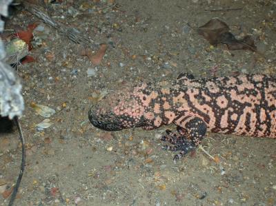 Gila Monster in the cactus garden