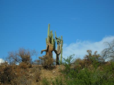 Fire damaged saguaros