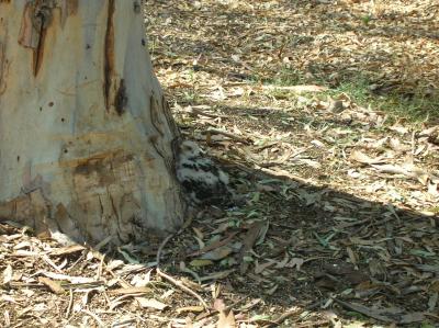 Coopers hawk chick