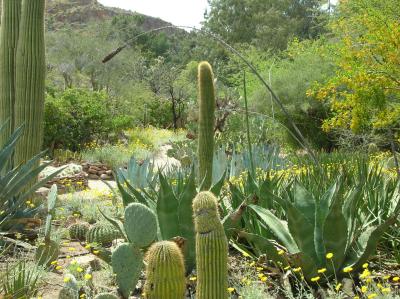 Spring in the cactus garden