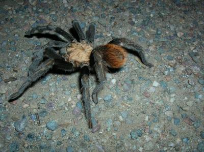 Tarantula strolling across the staff parking lot early one morning...