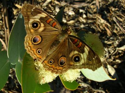 Common Buckeye on Eucalyptus gillii