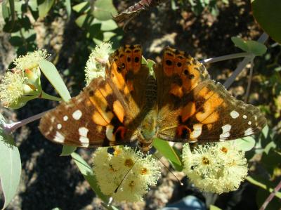 Painted Lady on Eucalyptus gillii