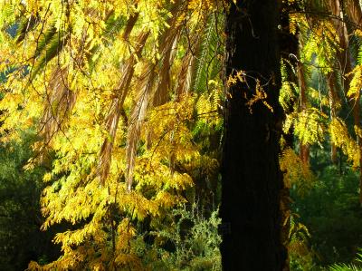 Morning light on Honey Locust tree