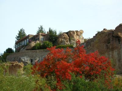 Chinese Pistachio tree and Picketpost House