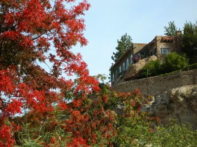 Chinese Pistachio tree and Picketpost House