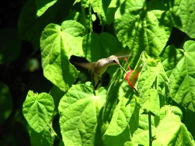 Hummingbird feeding on Turks Cap