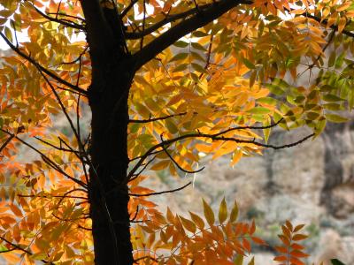 Chinese Pistachio tree