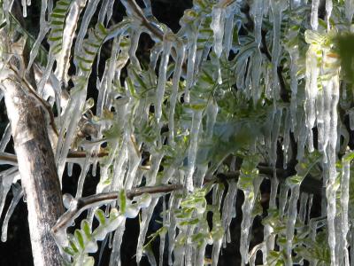 Icicles on mesquite