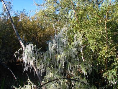 Mesquite covered with icicles