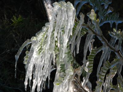 Icicles on mesquite