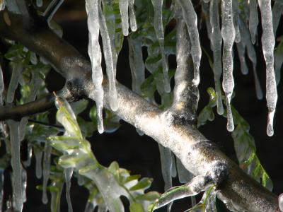 Mesquite branch encased in ice
