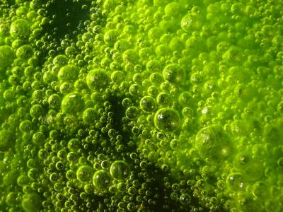 Super macro shot of algae in Queen Creek