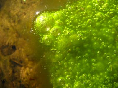 Algae in Queen Creek