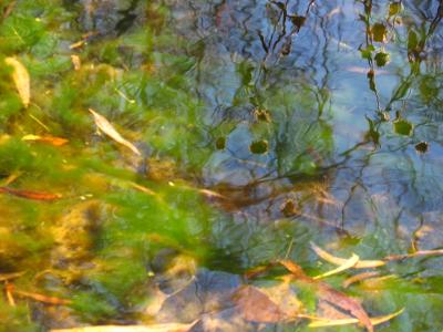 Reflections in Queen Creek