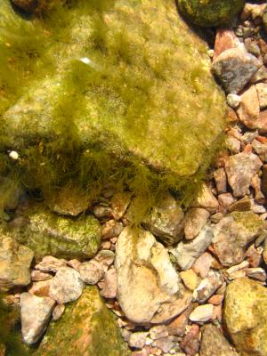 Underwater rock furry with algae