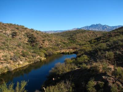 Four Peaks in the background. Photo taken by Shirley Knight