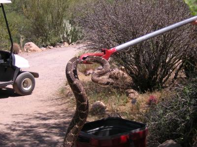 Western Diamondback being removed from the Cactus Garden
