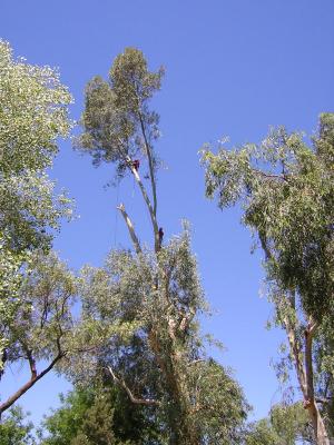 Tree Climbers pruning a Eucalyptus in the Demonstration Garden