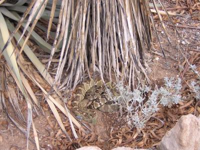 Two Blacktail Rattlesnakes on a Date