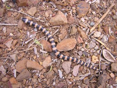 Banded Sand Snake in the Cactus Garden