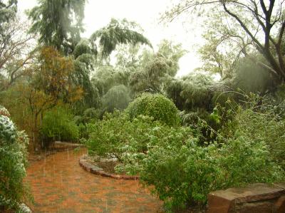 Plants in the Rose Garden Drooping With Snow