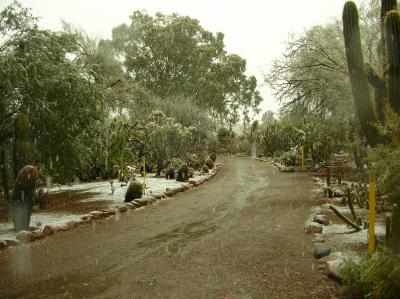 Snow falling in the Cactus Garden