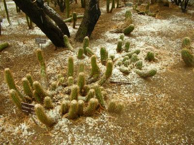 Echinopsis huascha