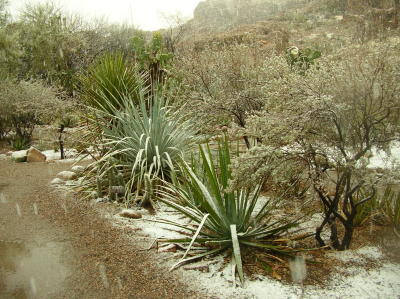 Yucca, Dasylirion and Agave in Snow