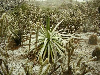Snow Covered Agave in the Cactus Garden
