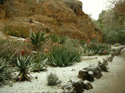 Aloes in Snow