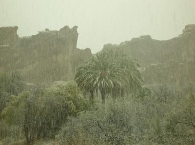 Date Palms with Snow